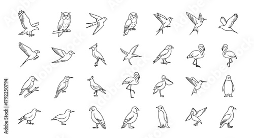 Collection of monochrome vector line drawings of different bird species, ornithology themed illustration isolated on a white background