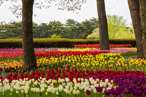 Wallpaper Mural Tulips, Sea Side Park, Japan, Asia  Torontodigital.ca