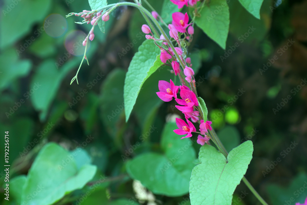 Fototapeta premium coral vine also known as queen’s wreath 