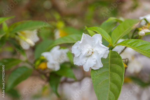 Tagar Multi Petal Flower or crape jasmine in garden