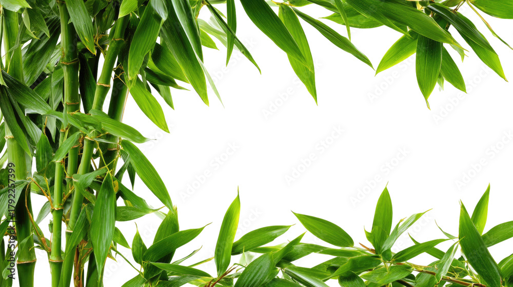 Obraz premium Fresh green bamboo leaves frame isolated on a vibrant tropical grass background, depicting growth and nature