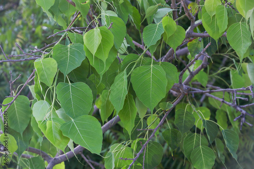 peepal tree leaves in branches