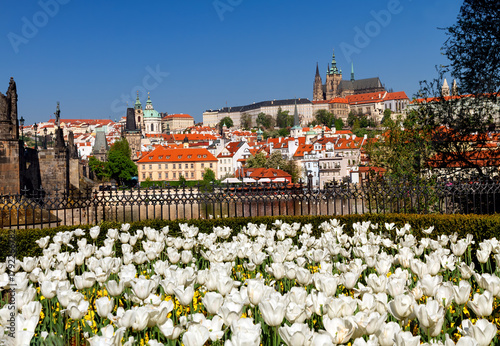 Spring flowers blooming iwith historic Prague skyline