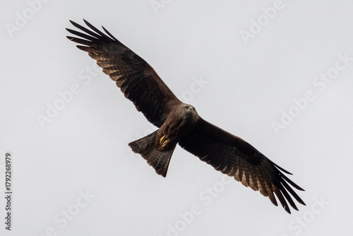 Accipitridae, the kings of the sky