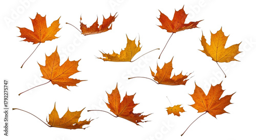 A group of vibrant orange and yellow maple leaves are scattered across a white background, capturing the essence of autumn.