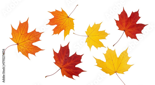 A vibrant collection of maple leaves in various shades of orange, yellow, and red, scattered across a clean white background, showcasing the beauty of fall foliage.