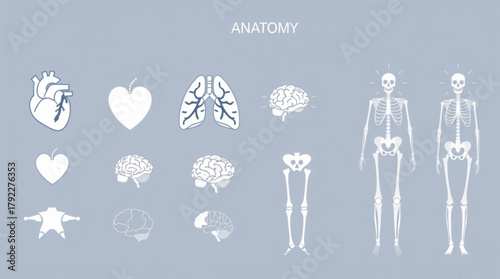 Anatomical illustration featuring hearts, lungs, brains, pelvis, legs, and complete human skeletons created with generated ai