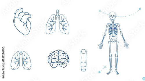 Illustration of human anatomy showing heart lungs brain skeleton and other body parts in blue outline created with generated ai