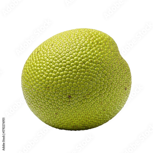 A single breadfruit is displayed, showcasing its round shape and distinctive green, textured skin. The fruit is the main focus, highlighting its unique appearance.