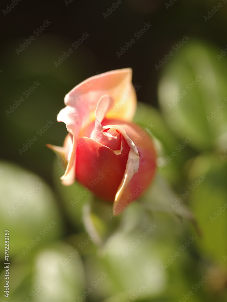 Fototapeta premium flower Rose rose garden plant fresh bloom blossom pink red summer natural bud macro leaf plant aroma 