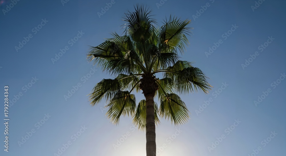 Fototapeta premium Tropical Palm Tree Silhouette Against Clear Blue Sky for Landscape and Nature Photography