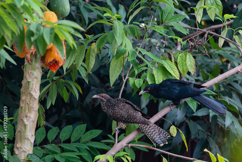 Male & female Asian koel eating papaya