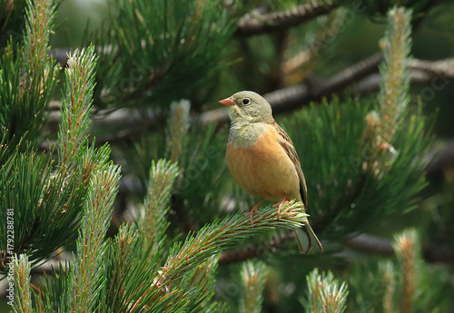 Ortolan bunting, Emberiza hortulana, beautiful songbird on tree branch