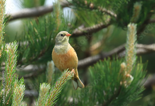 Ortolan bunting, Emberiza hortulana, beautiful songbird on tree branch