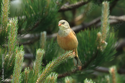 Ortolan bunting, Emberiza hortulana, beautiful songbird on tree branch