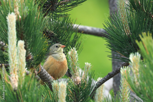Ortolan bunting, Emberiza hortulana, beautiful songbird on tree branch