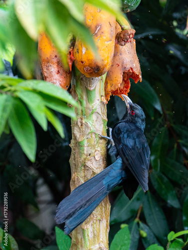 Male & female Asian koel eating papaya