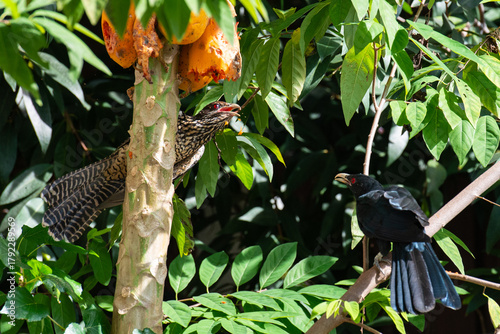 Female Asian koel eating papaya