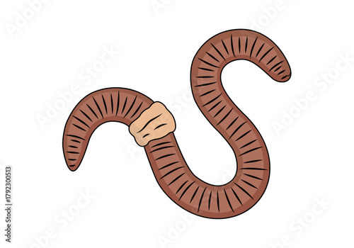 Gusano de tierra o lombriz en fondo blanco