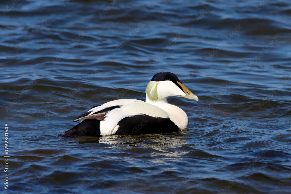 Fototapeta premium water bird swiming 