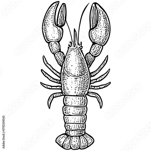 Lobster