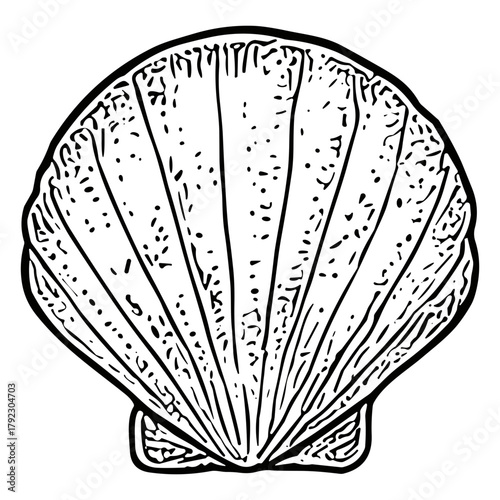 Scallop