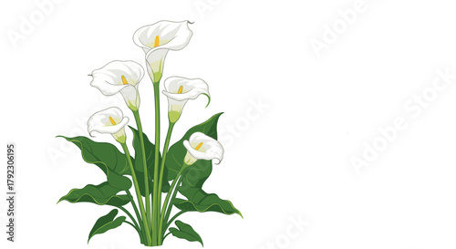 A graceful bouquet of white calla lilies with lush green leaves. This elegant floral arrangement conveys purity and sophistication for any occasion or display.