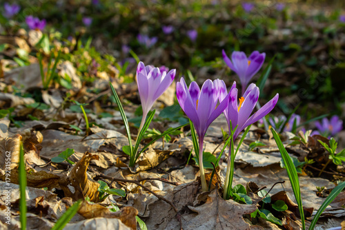 Close up detail with a Crocus heuffelianus or Crocus vernus spring giant crocus. purple flower blooming in the forest
