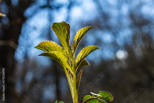 Spring young leaves on the trees against the background of a spring park. Spring landscape, trees with first leaves