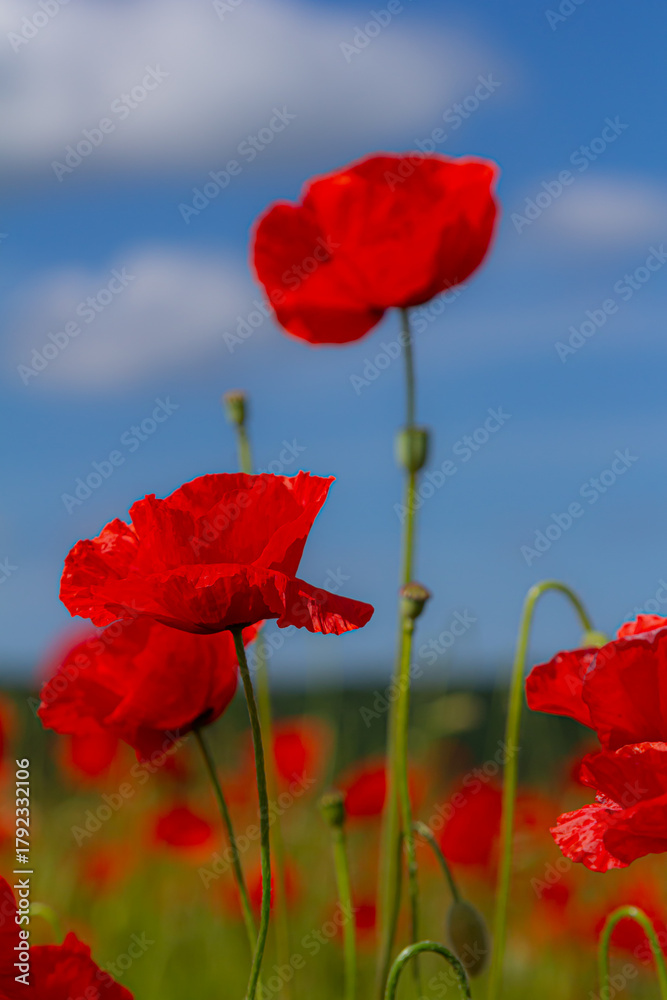 Obraz premium Papaver rhoeas or common poppy, red poppy is an annual herbaceous flowering plant in the poppy family, Papaveraceae, with red petals