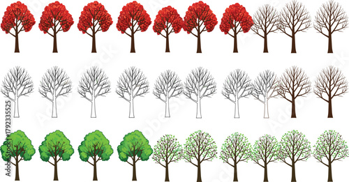 Seasonal tree transition, autumn to winter, spring to summer, foliage change, nature cycle, vector illustration, deciduous tree evolution