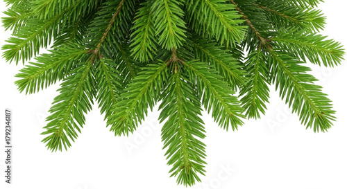 Isolated evergreen fir branches adorn holiday decoration for seasonal celebration