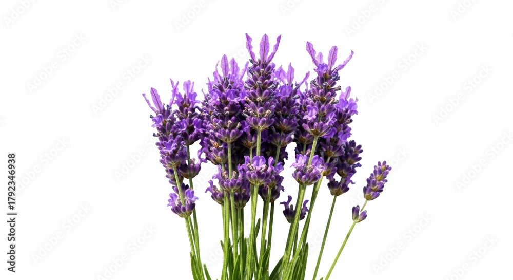 Naklejka premium Isolated bouquet of blooming lavender flowers in natural light for beauty concepts