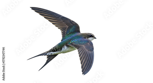 Isolated Swallow in Flight against a Clean Backdrop showing Plumage Detail and Wing Position
