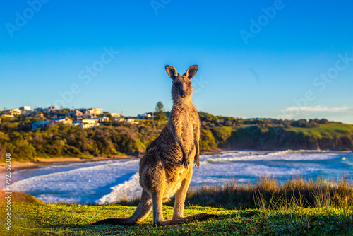 Roo With A View