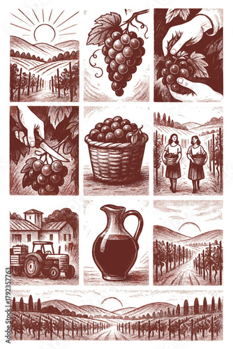 Vineyard harvest collage, Tuscan landscapes and grapes, vintage sketch