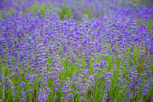 View of lavender flowers in a lavender field. Lavender flower background, lavender texture