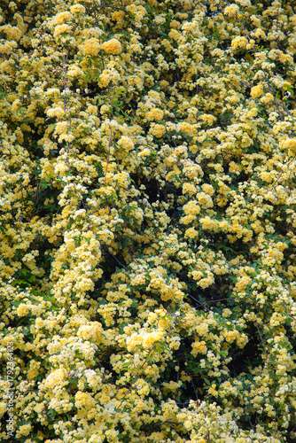 A background of small yellow roses on a huge bush. Floral texture of small roses for decorating cards for March 8 and Mother's Day
