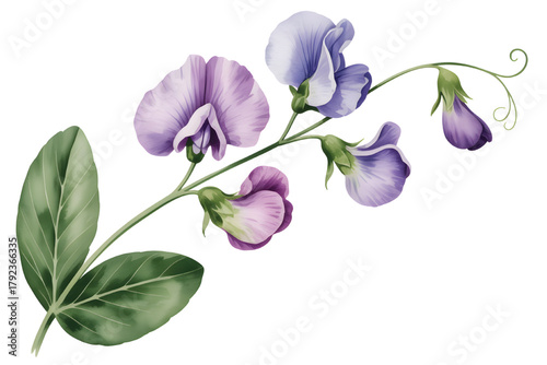 Soft transparent with sweet watercolor background blossoms purple pastel sprig texture