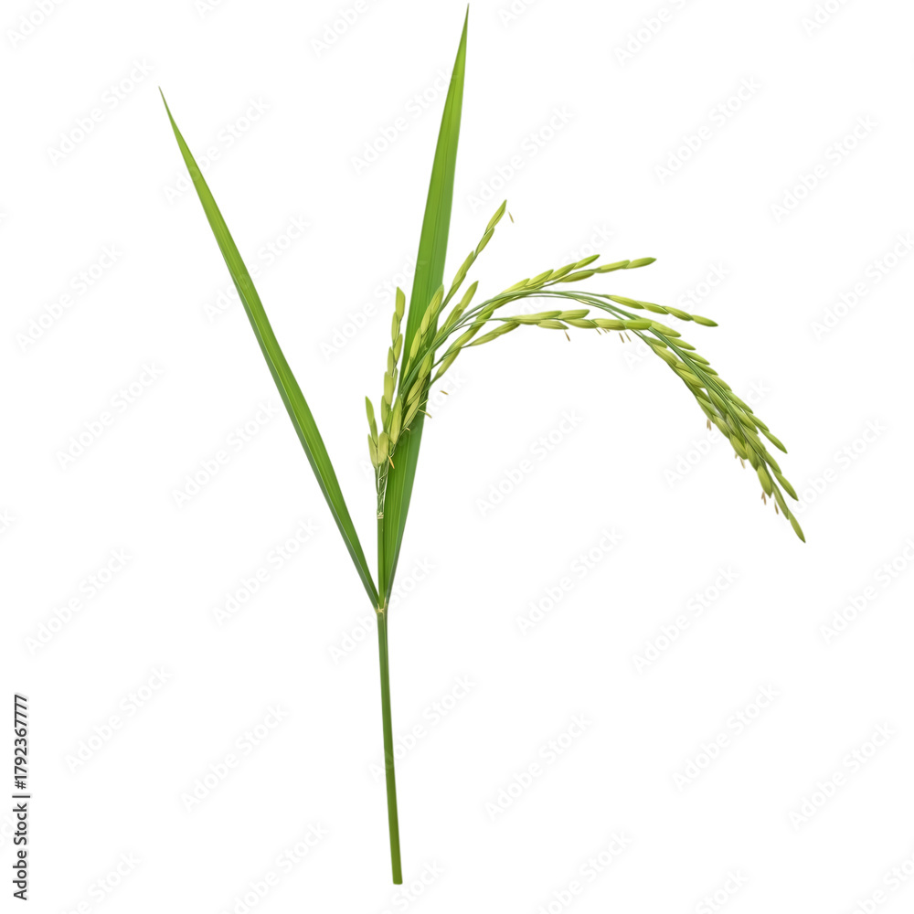 Naklejka premium Fresh green rice stalk ready for harvest