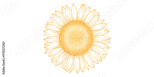 Detailed sunflower petals with head transparent single