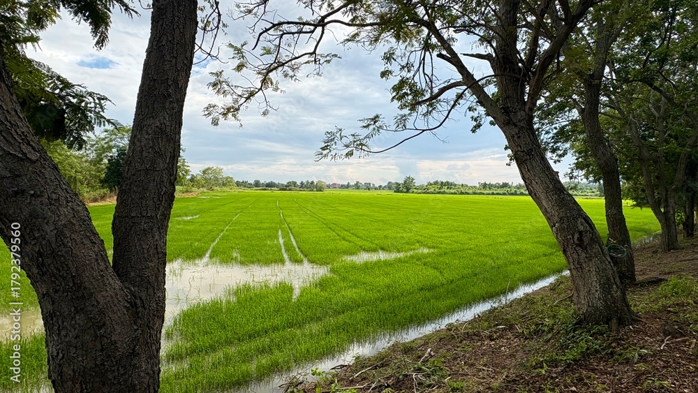 Obraz premium Beautiful of green field landscape in the evening photography.
