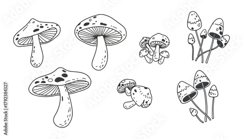 Mushroom illustration set vector drawing doodle line art fungi