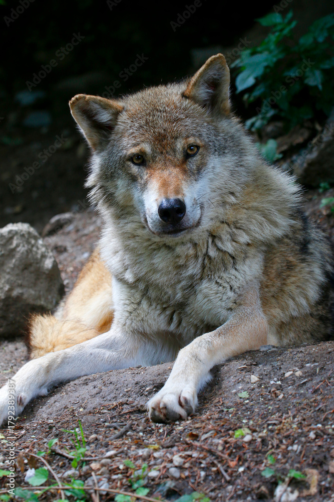Fototapeta premium Eurasische Wolf (Canis lupus lupus) Europäischer Grauwolf