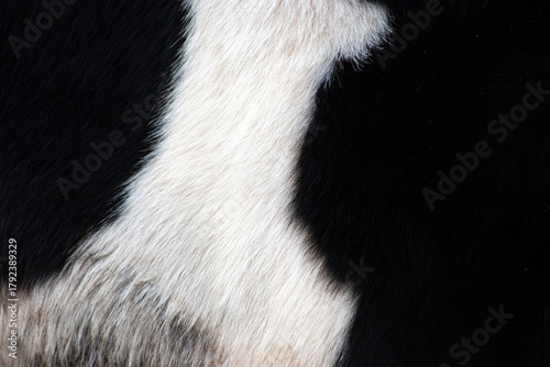 Obraz na plátně Peau de vache noir et blanche