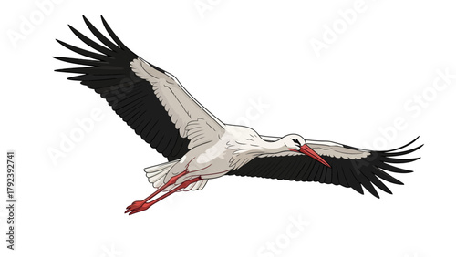 A white and black stork in flight wings spread wide against a white background