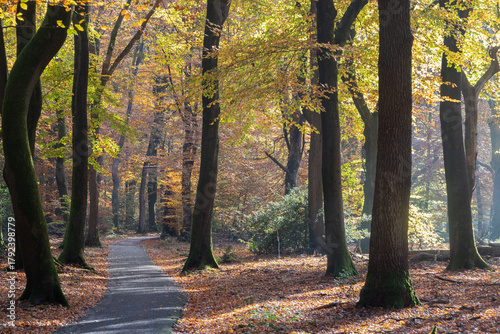 Winding forest path with colorful autumn leaves in the forest - Speulderbos, on the Veluwe near the village Garderen in Gelderland in the Netherlands.
