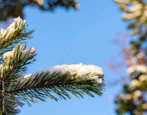 Snow-Capped Pine Branch
