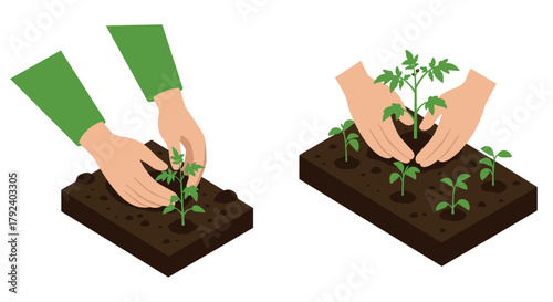 Gardening hands nurturing young seedlings in isometric style
