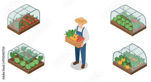Isometric farmer in greenhouse with fresh vegetables and produce box